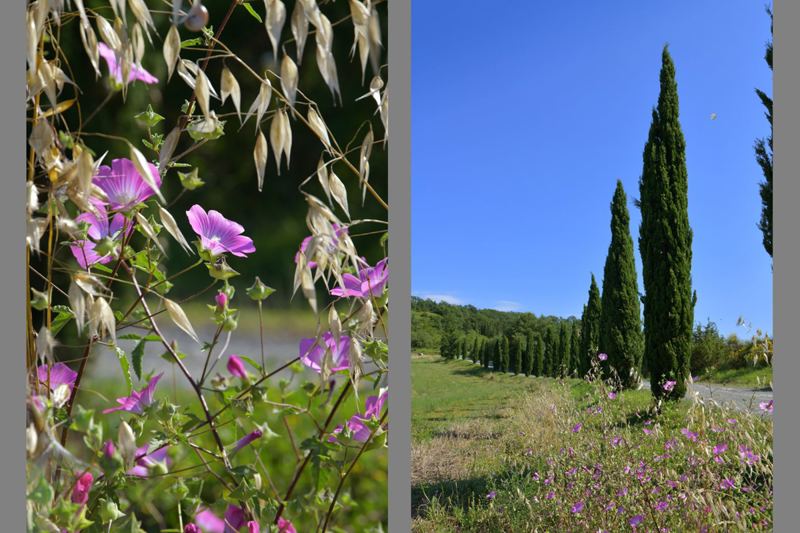 Villa Etrusca in Guardistallo