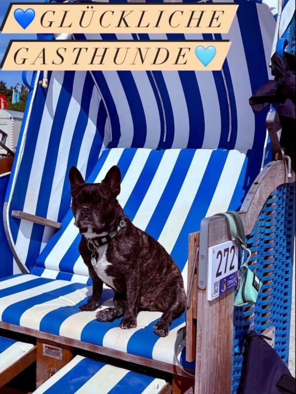 reservierter Strandkorb am Hundestrand