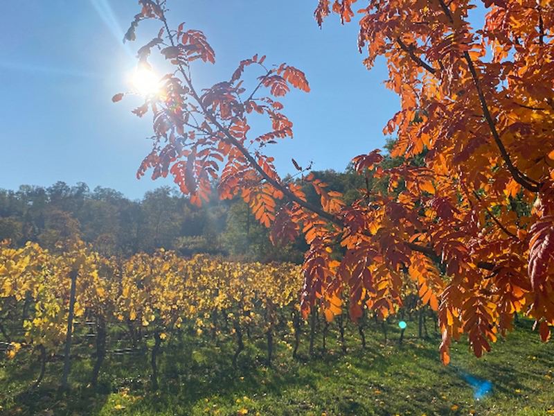 Wunderschön, der Herbst in Kleinkarlbach.