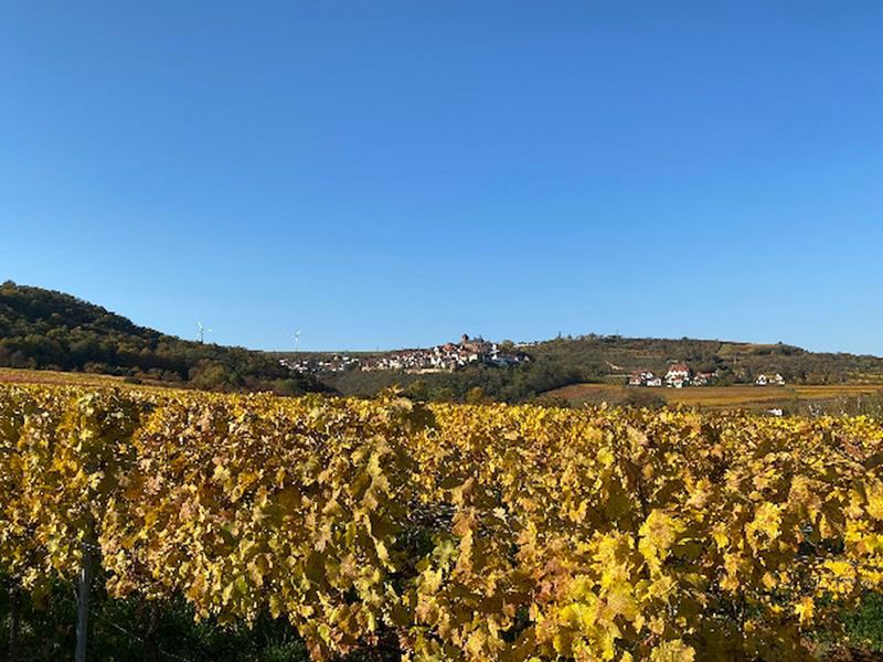 Blick auf die Burg Neuleiningen.