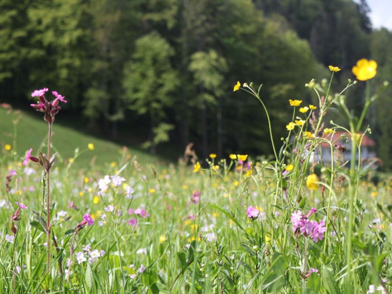 Chalet Beim Waicher Chalets & Suiten Chalet Sonntagshorn in Ruhpolding