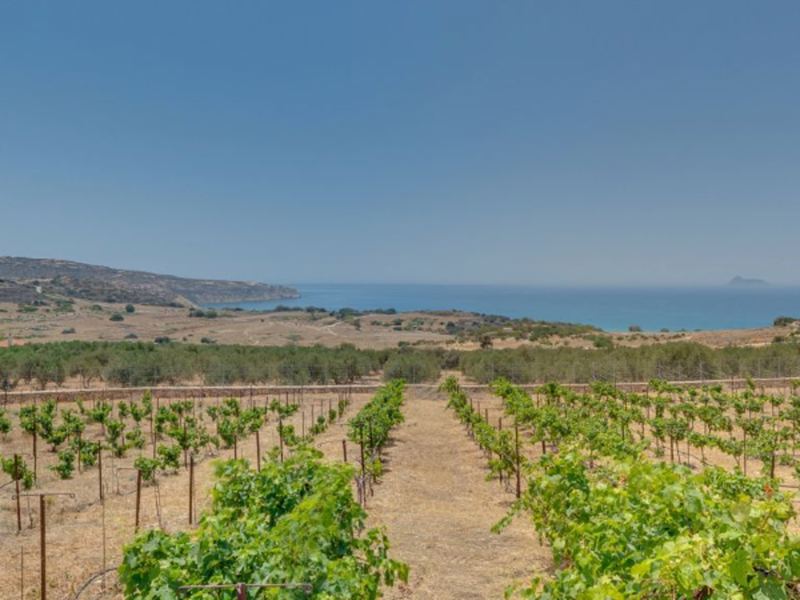 Villa Olimpia - Pitsidia - Südküste Kreta in Pitsidia
