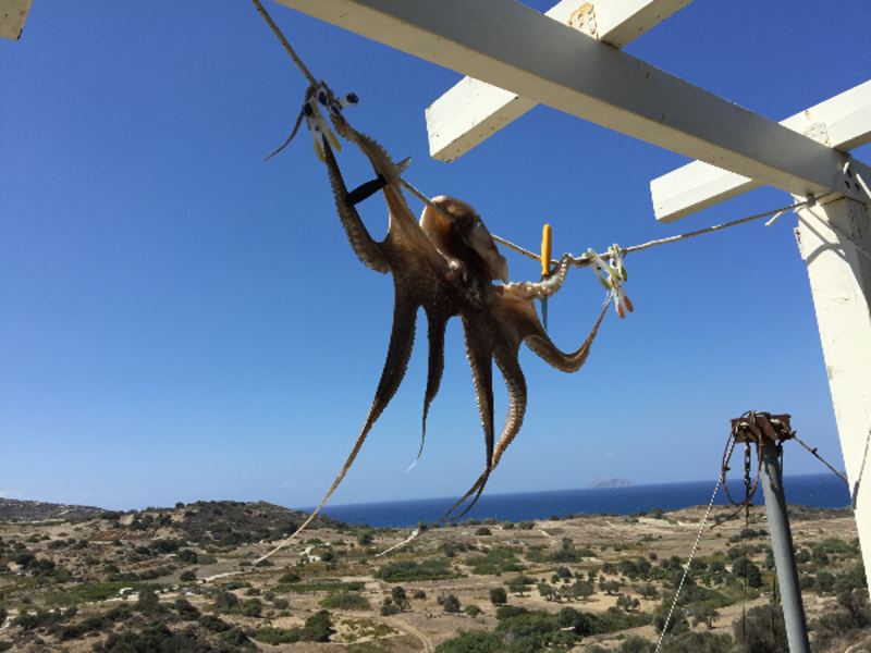 Villa Thea - Pitsidia - Südküste Kreta in Pitsidia