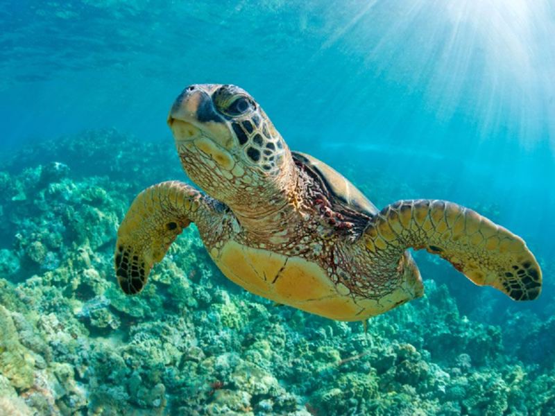 Schildkröten erleben in freier Natur