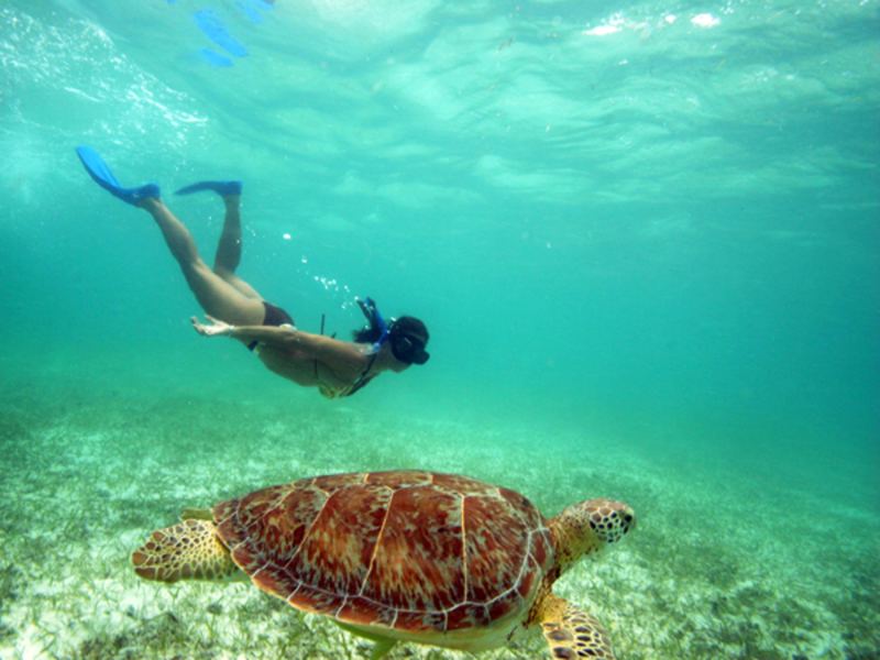 Schnorcheln mit Schildkröten in der Bucht von Akumal